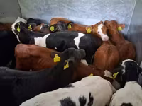 Touro, Simmental cattle — foto 2
