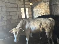 Bull, Simmental cattle — photo 2