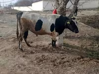 Buğa, Holştin irqi — foto 3