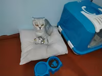 Qapalı pişik tualeti və aksesuar dəsti - Qapalı tipli pişik tualeti — 照片 2