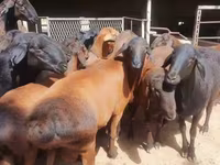 Ram, Hissar sheep — photo 4