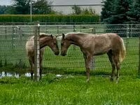 Hengst, Rocky Mountain Horse — Foto 3