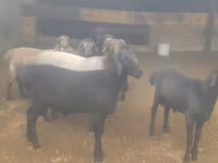 公羊, Sheep — 照片 3
