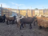 Qoʻy, Hissar sheep — 2-rasm