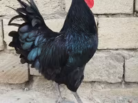 Chickens — photo 1