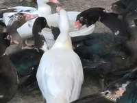 Ducks — foto 2