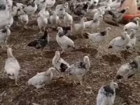 Chickens — Foto 1