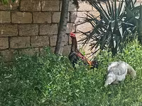 Chickens — Foto 2