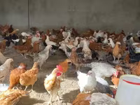 Chickens — الصورة 1