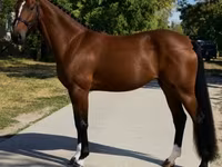 घोड़ी, Hanoverian — फ़ोटो 3