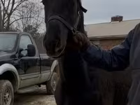 घोड़ा, Black Sea breed — फ़ोटो 2