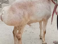 Beran, Aland sheep — foto 2