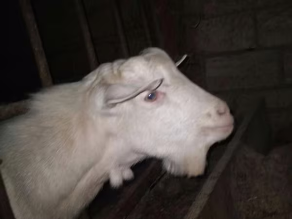 Keçi, Saanen goat