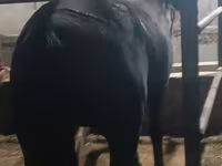 فرس, Budyonny horse — الصورة 3