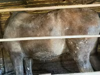 Caballos (lote, sexo no especificado), Caballos — foto 8