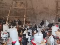 Chickens — foto 2