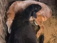 Кочкор, Арашан — сүрөт 7
