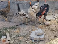 Ayam Cemani — foto 2