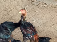 Chickens — photo 1