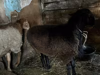Qoç, Rhon sheep — foto 4