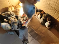 Chickens — foto 1
