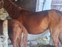 Madyan, Atlar — foto 3