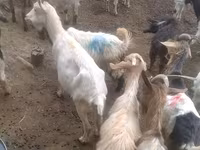 Goats (batch, sex not specified), Goats — photo 1