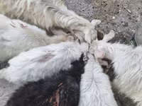 Goat, Goats — photo 6