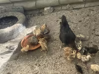 Chickens — photo 5