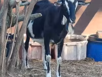 Koza, Toggenburg goat — foto 3