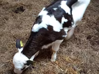 Cow, Russian Black pied cattle — photo 3