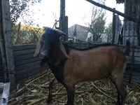Keçi, Nubian Goat — foto 3