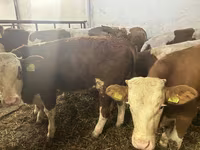 Bull, Simmental cattle — photo 5