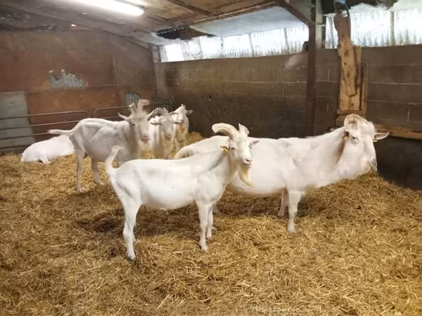 Keçi, Saanen goat