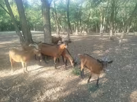 Bode, Cabras — foto 3