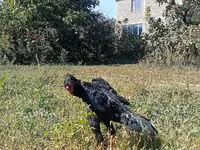 Gallinas Shamo — foto 3