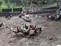 Chickens — الصورة 5