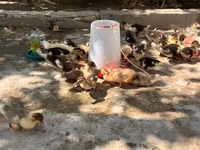 Ducks — foto 1