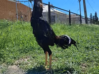 Chickens — Foto 1