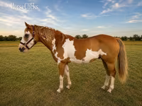 At, American paint horse — foto 2