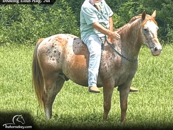 Hengst, Appaloosa