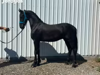 Cavalo, Friesian — foto 3