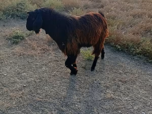 Keçi, Nubian Goat — Azərbaycan