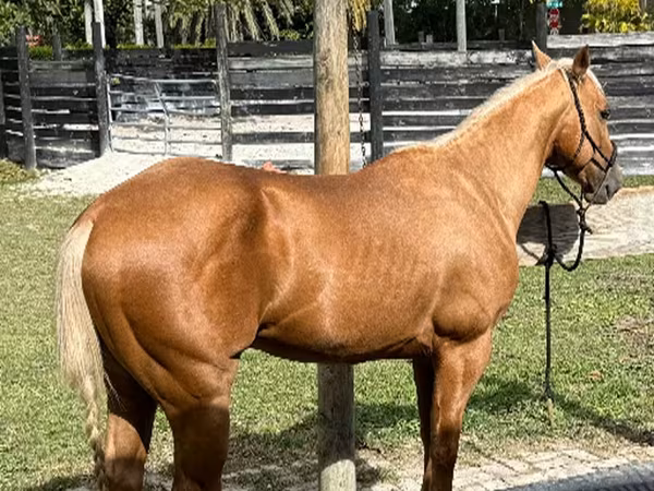 At, Quarter Horse