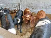 Cattle (batch, sex not specified), Limousin cow — photo 1