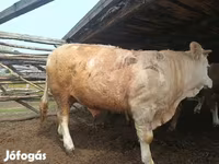 Bulle, Simmental cattle — Foto 4