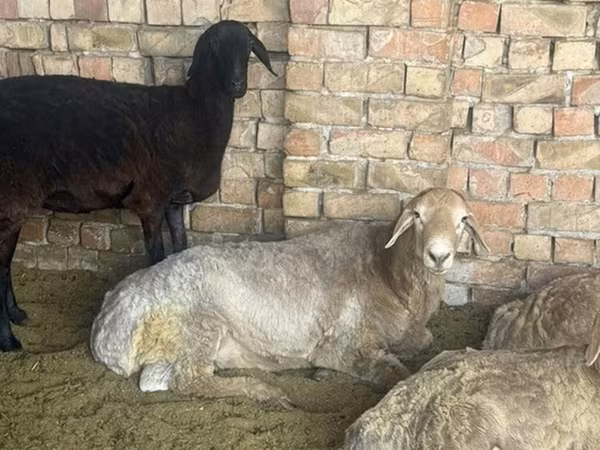 Carnero, Arashan sheep