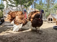 Burbon Qırmızı — foto 6