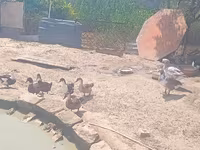 Ducks — photo 7