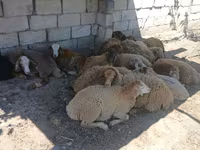 भेड़, भेड़ — फ़ोटो 2